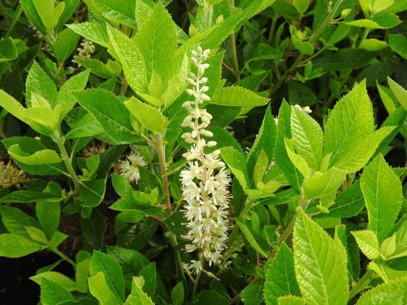 Blütenkerze der Clethra alnifolia Hummingbird