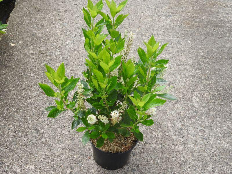 Clethra alnifolia Hummingbird - Verkaufsware