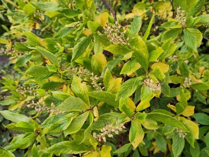 Zimterle mit Früchten und gelben Blättern im Herbst