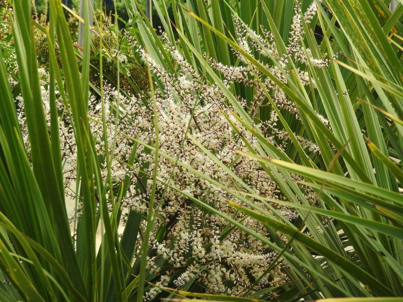 Cordyline australis als weißer Blütentraum