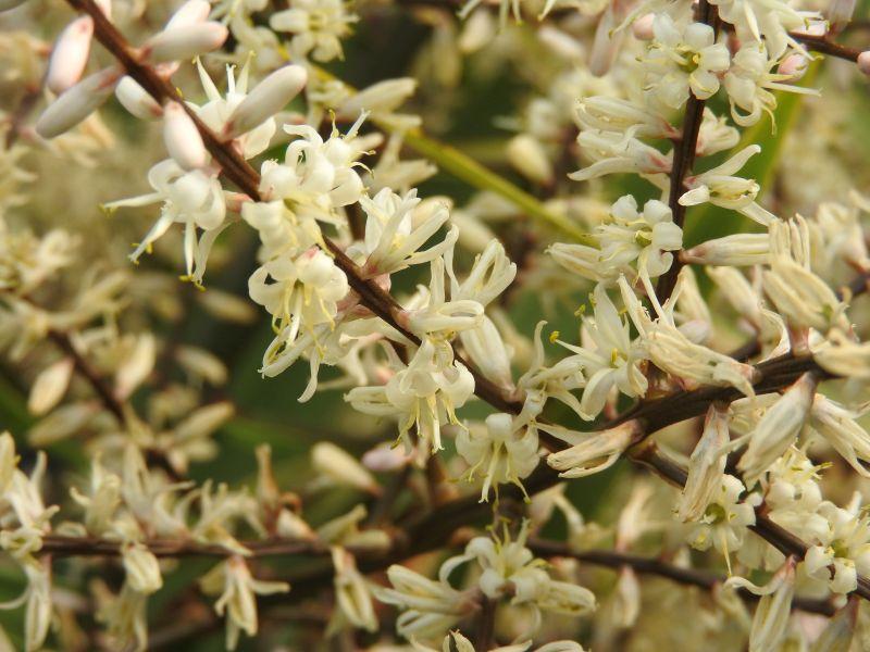 Blüten der Cordyline australis