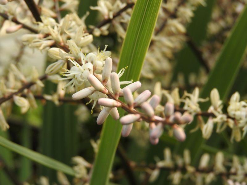 Cordyline australis