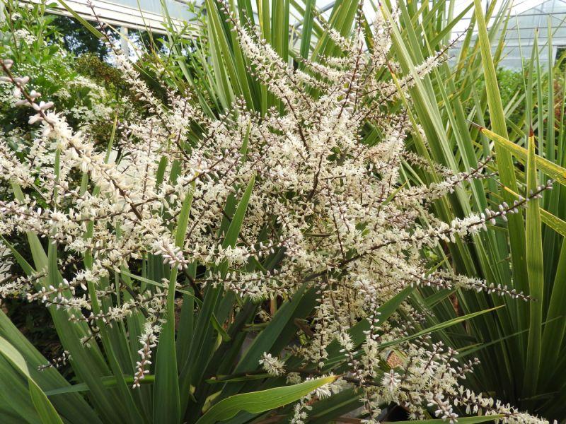 Blütenrispen der Cordyline australis