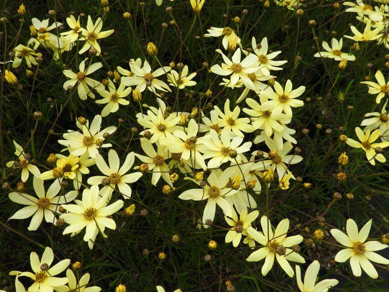 Mädchenauge Moonbeam: Blüte in Nahaufname