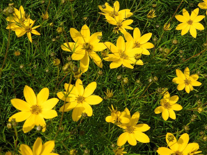 .Coreopsis verticillata Zagreb