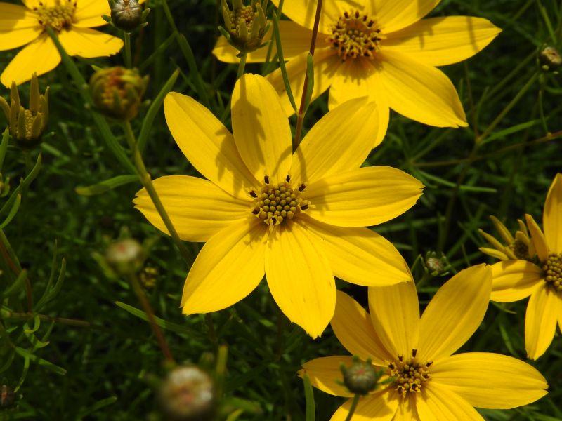 .Coreopsis verticillata Zagreb