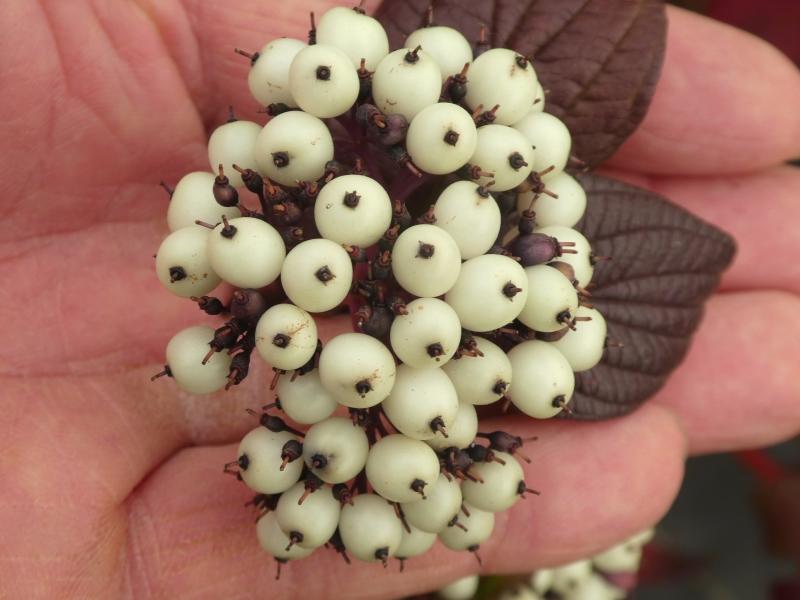 Hartriegel Siberian Pearls - weiße Früchte