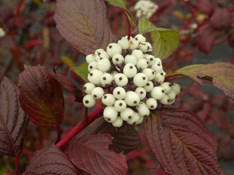 Hübscher Zierstrauch im Herbst - Hartriegel Siberian Pearls