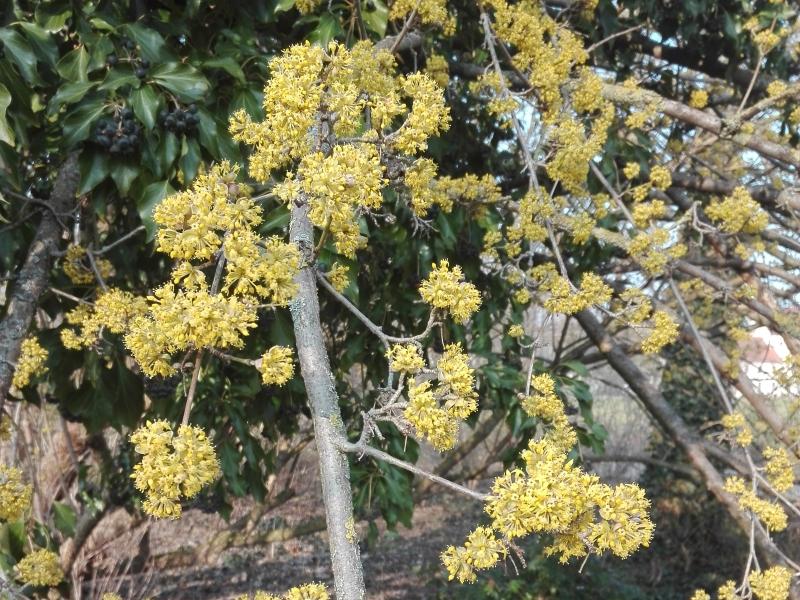 Japanische Kornelkirsche - gelbe Blüte im Februar