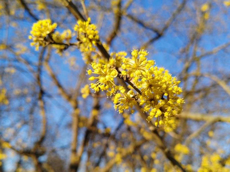 Gelbe Blüten der Japanischen Kornelkirsche