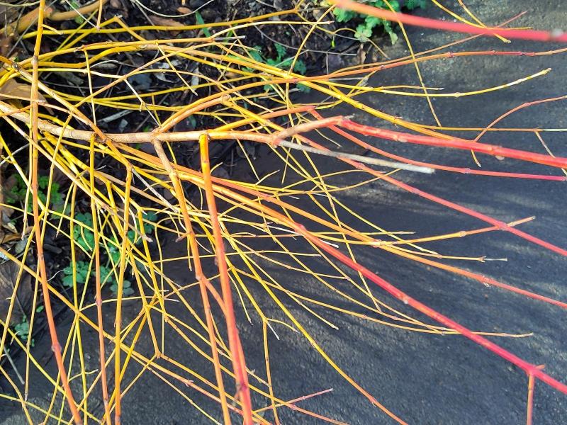 Bunte Triebe des Cornus sericea Flaviramea