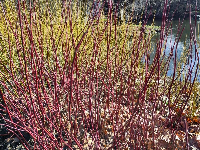 Rote Triebe des Purpur-Hartriegels Sibirica im Winter