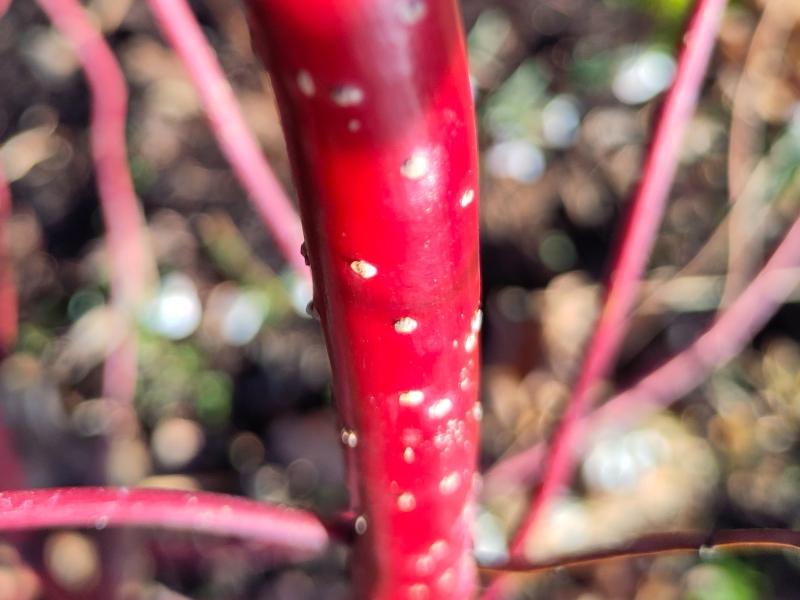 Leuchtend rote Rinde des Hartriegel Sibirica