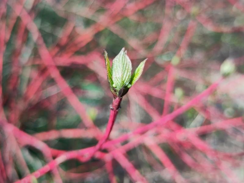 Frischer Austrieb des Rotrindigen Hartriegels Sibirica
