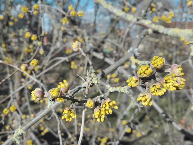 Gelbe Blüten im März - Kornelkirsche