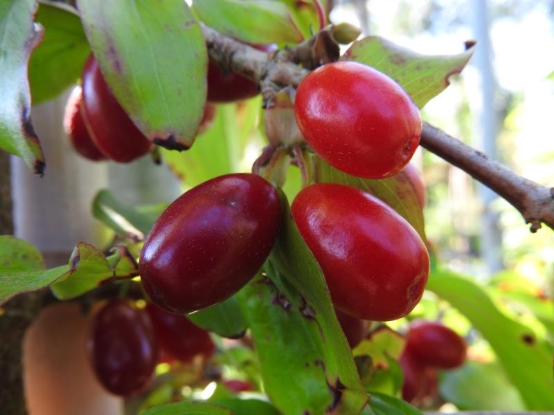 Kornelkirschen - essbare Wildfrüchte