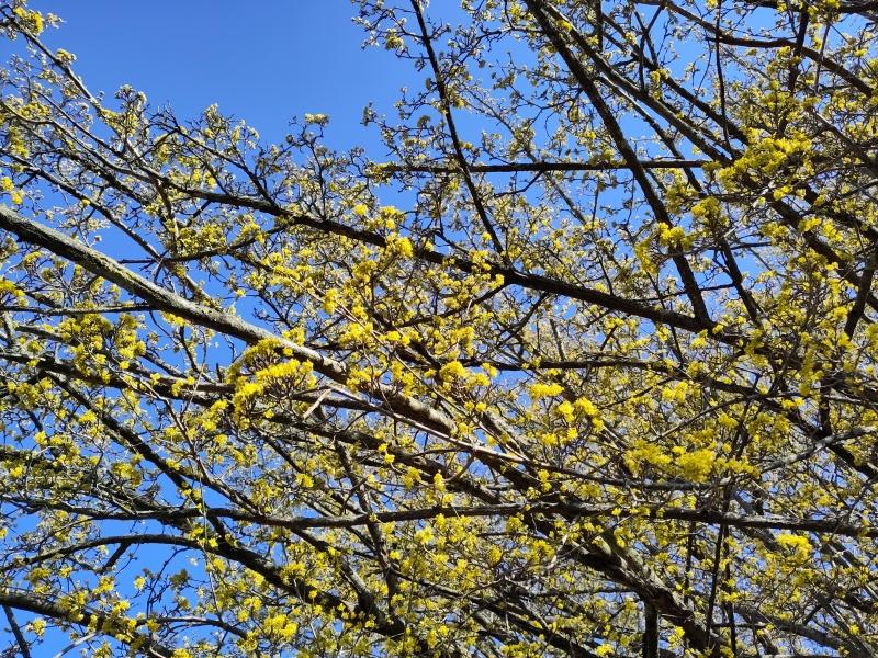 Gelbe Blüte der einheimischen Kornelkirsche