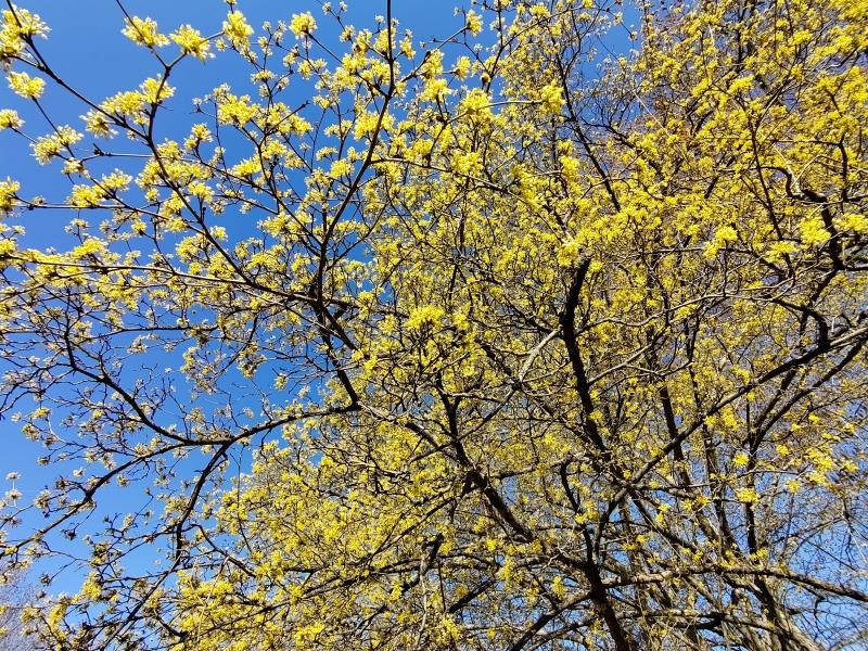 Gelbe Blüten der Japanischen Kornelkirsche