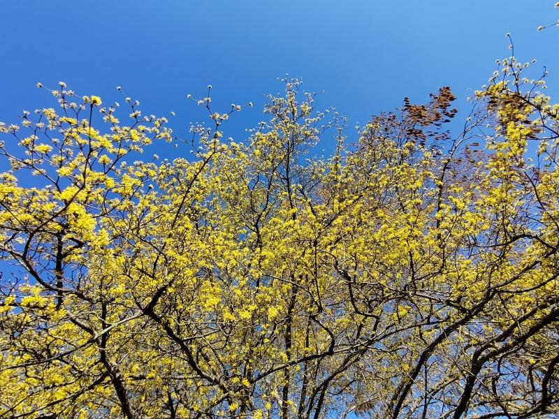 Reiche gelbe Blüte der Japanischen Kornelkirsche