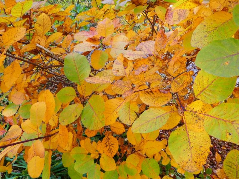 Perückenstrauch grace mit beginnender Herbstfärbung