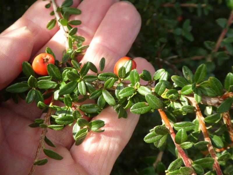 Zierliches Laub der Kriechmispel Decorus