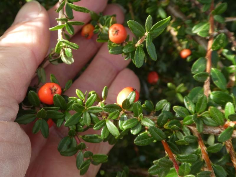 Dunkelgrüne Blätter und rote Beeren - Kriechmispel Decorus