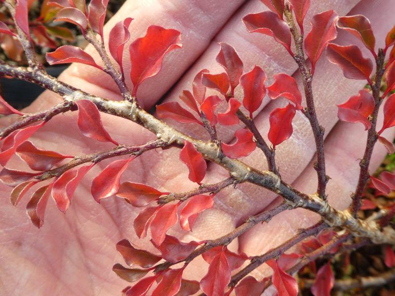 Rotes Herbstlaub der Han-Shan-Mispel