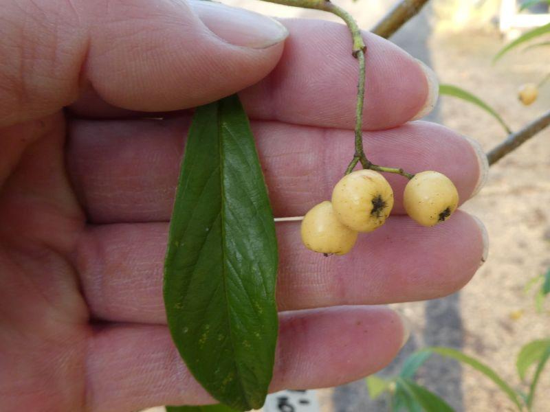 Cotoneaster watereri Rothschildianus