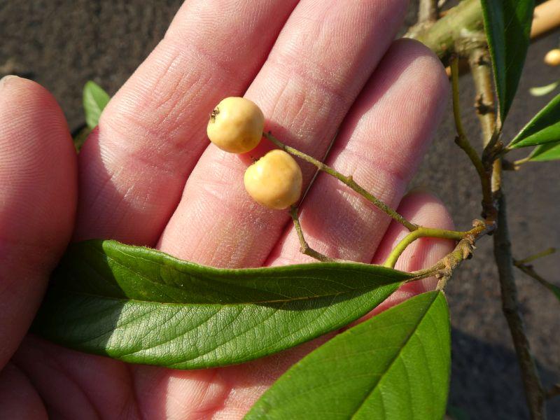 Cotoneaster watereri Rothschildianus