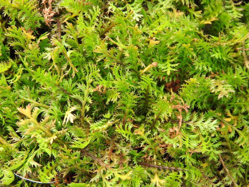 .Cotula squalida