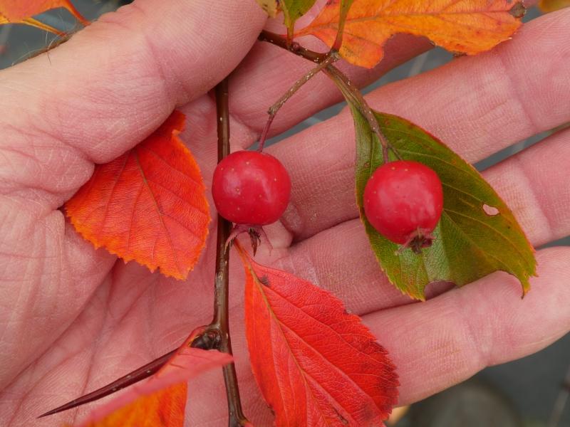 Rote Früchte des Hahnendorns