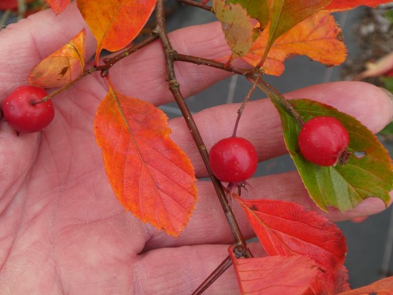 Der Hahnedorn im Herbst