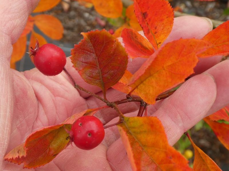 Hahnendorn mit orange-roter Herbstfärbung