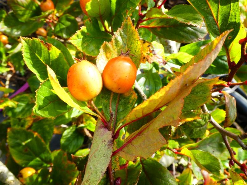 Unreife Früchte des Apfeldorns