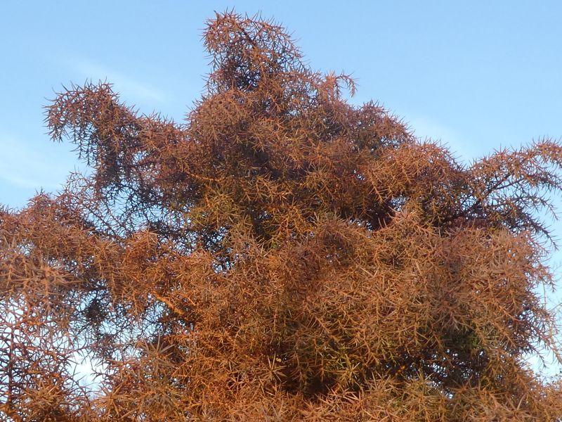 Die Sicheltanne Elegant in brauner Herbstfärbung