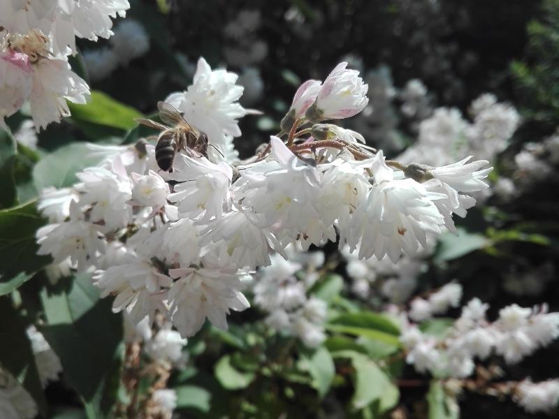 Der Hohe Maiblumenstrauch ist beliebt bei Insekten..i