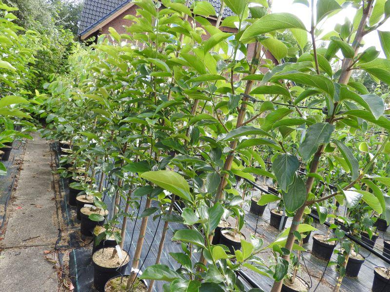 Diospyros kaki Kubo - Verkaufsware