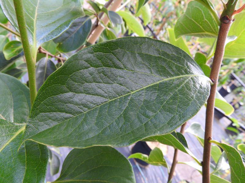 Blatt der Diospyros kaki Kubo