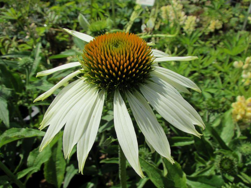 Blüte des Weißen Sonnenhuts