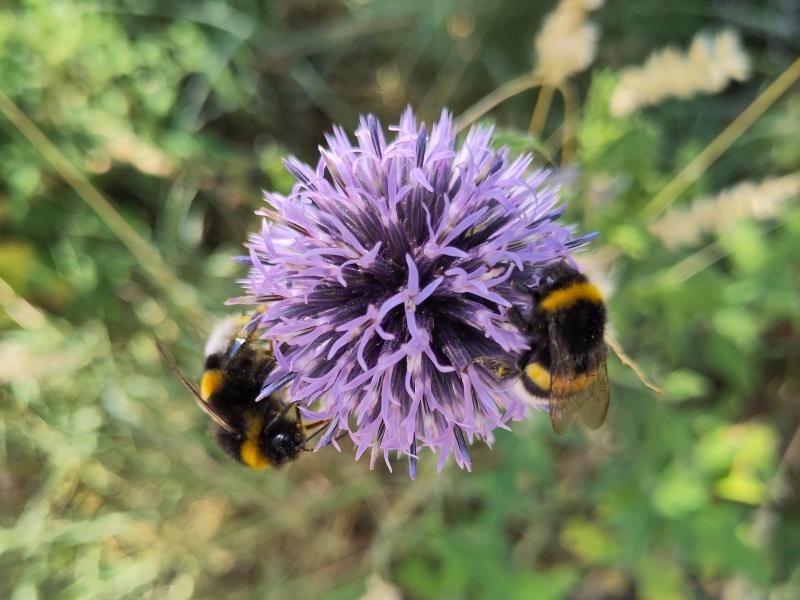 Blå bolltistel, Echinops ritro