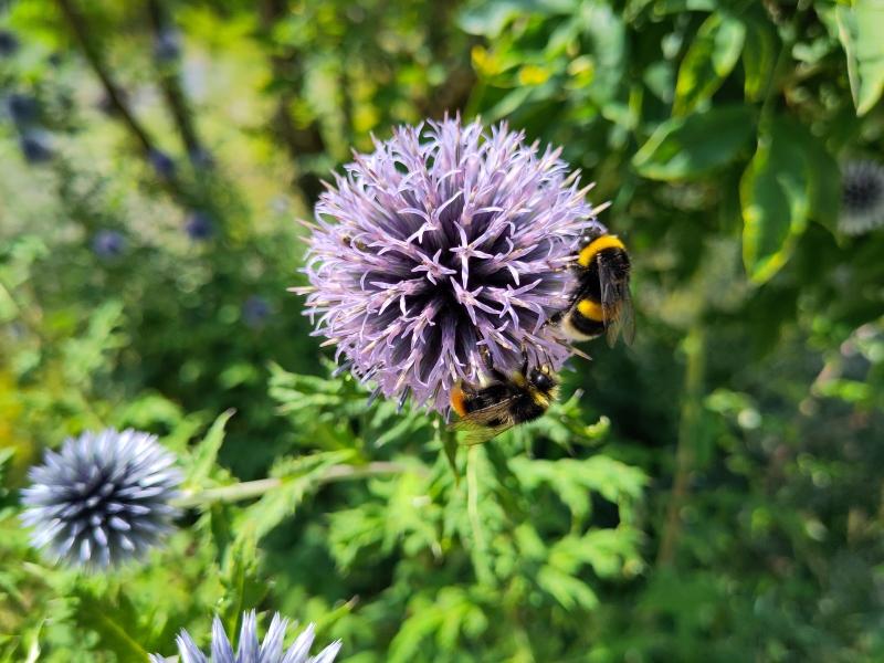 Blå bolltistel, Echinops ritro