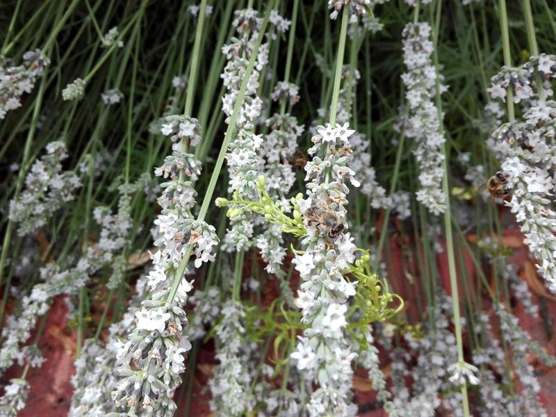 Auch der Weiße Lavendel wird reichlich von Insekten beflogen.