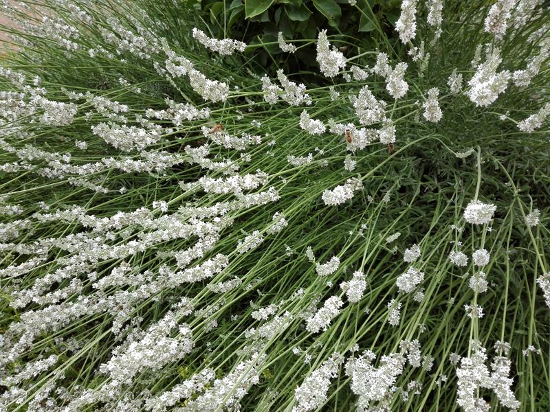 Die Blüten des Weißen Lavendels duften intensiv.