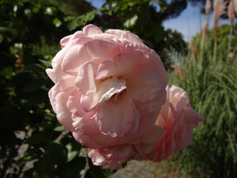 Rosa Eden Rose®