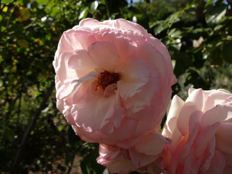 Rosa Eden Rose®