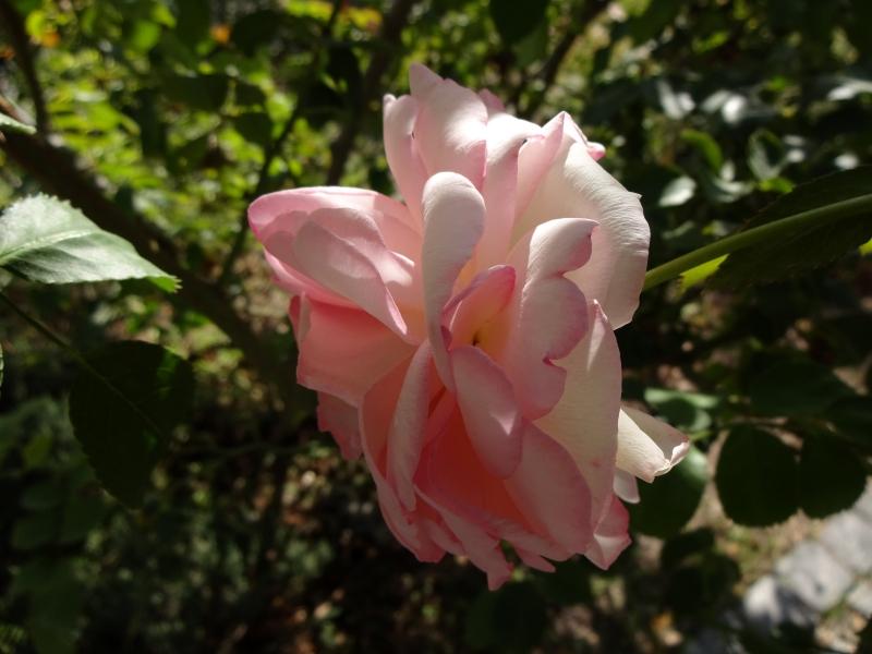 Rosa Eden Rose®