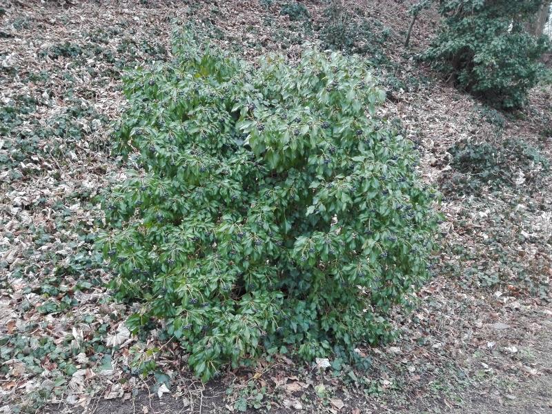 Hübscher kugeliger Kleinstrauch - Strauchefeu Arborescens