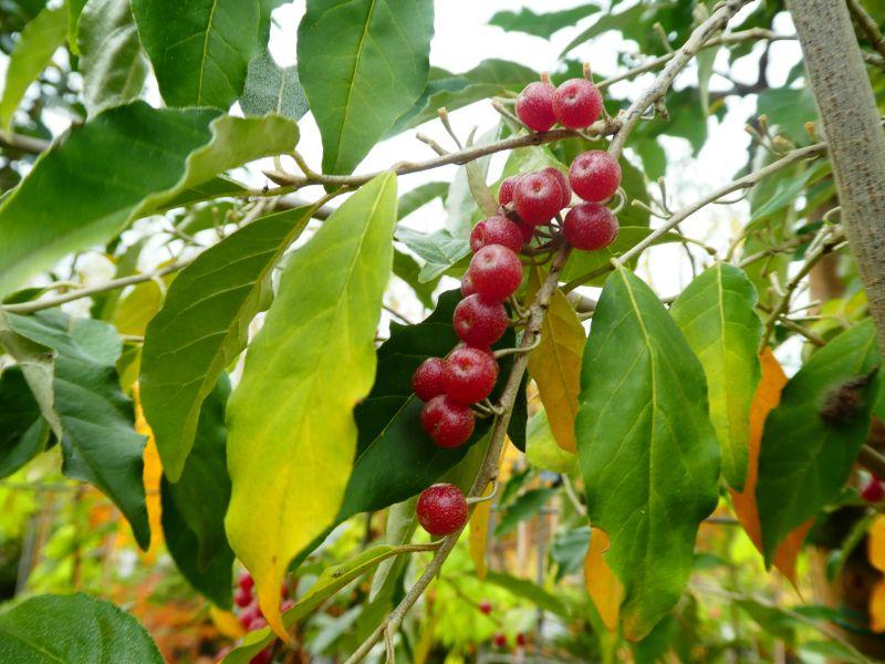 Typische Früchte der Elaeagnus umbellata
