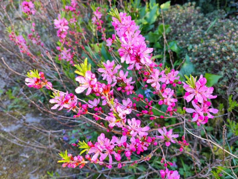 Dvärgmandel, Prunus tenella