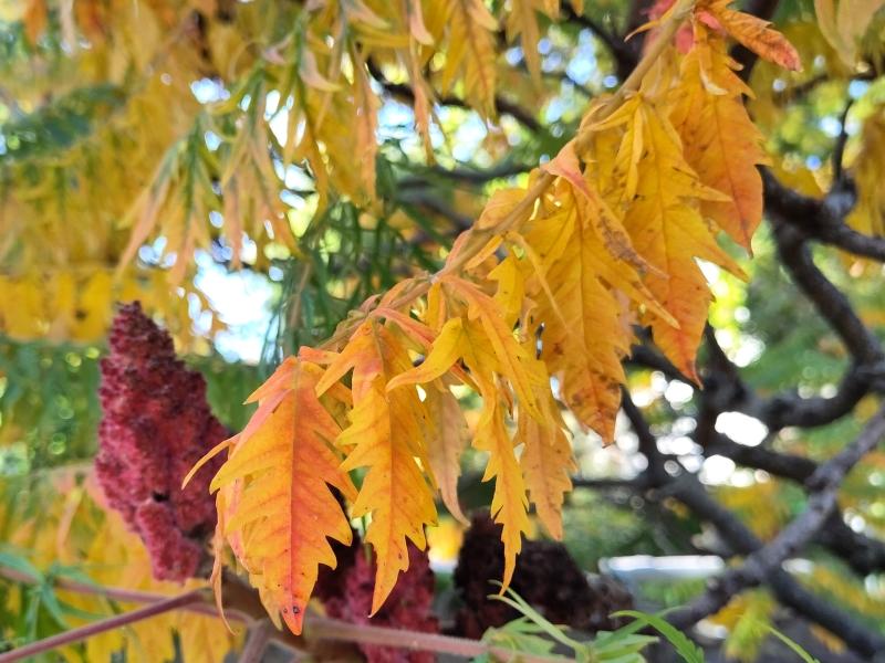 Beginnende Herbstfärbung des Essigbaums Tiger Eyes